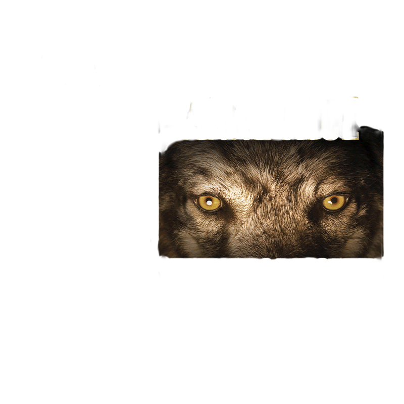 英文原版小说 The Wolf Gift Chronicles 狼的恩赐编年史2册 狼的恩赐 仲冬之狼 英文版 进口英语原版书籍