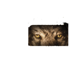 英文原版小说 The Wolf Gift Chronicles 狼的恩赐编年史2册 狼的恩赐 仲冬之狼 英文版 进口英语原版书籍