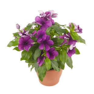 进口长春花种子刺青/蓝莓Tattoo复古色五叶梅长花期阳台盆栽春播