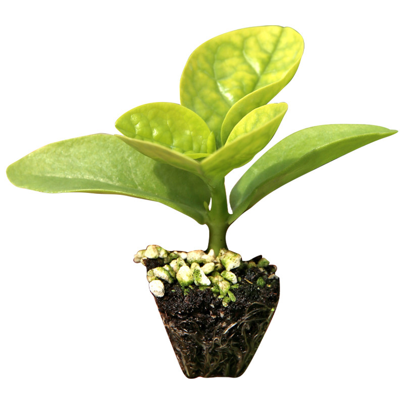 阳台家庭种植蔬菜苗简单易上手