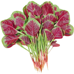 花红苋菜种子圆叶白青苋菜米苋种籽阳台春季四季耐热蔬菜孑籽种