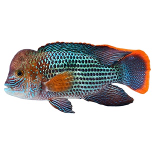 爆头红尾皇冠鱼活体玉面皇冠鱼起头活鱼蓝面财神中大型热带观赏鱼