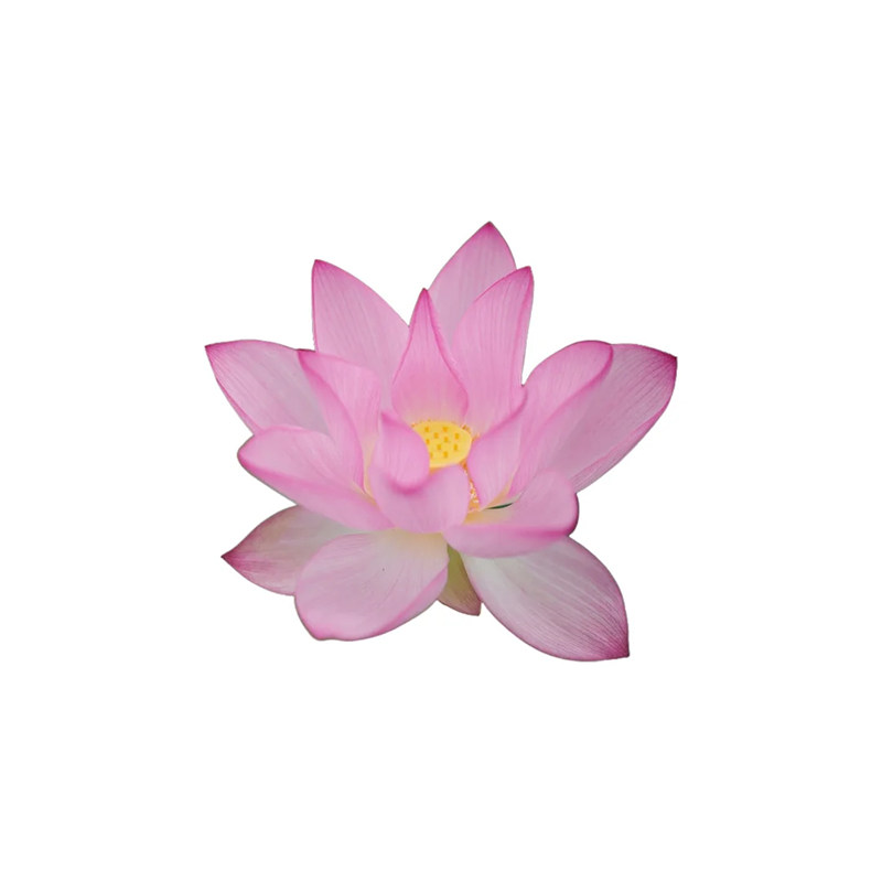 荷花种藕盆栽观赏水养莲花缸栽莲藕根苗池塘碗莲睡莲花卉水生植物