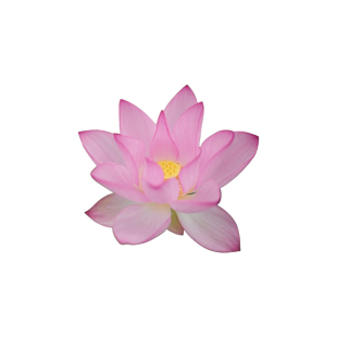 荷花种藕盆栽观赏水养莲花缸栽莲藕根苗池塘碗莲睡莲花卉水生植物
