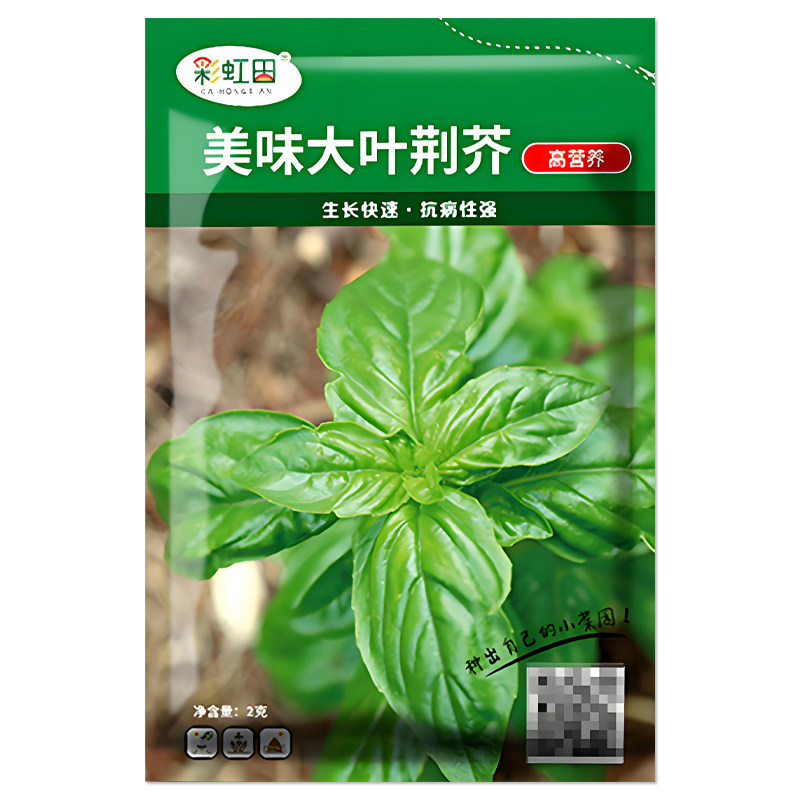 美味大叶荆芥种子蔬菜种子