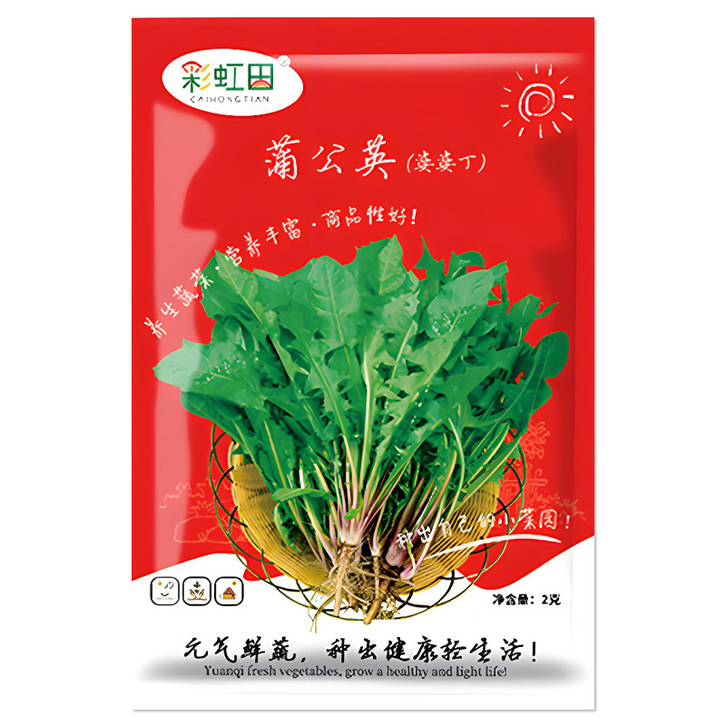 蒲公英种子野菜婆婆丁种孑