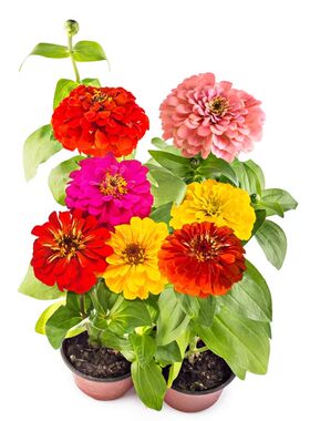 百日种籽子七彩重瓣庭院室外草花