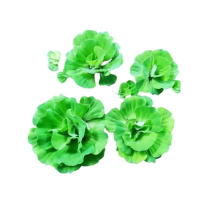 水草浮萍养龟水草水芙蓉水培水生植物龟缸造景古法缸净化水质水草