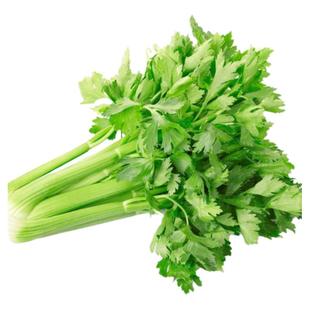 小香芹种子四季易种西芹蔬菜庭院阳台盆栽家庭种植香味浓细种籽