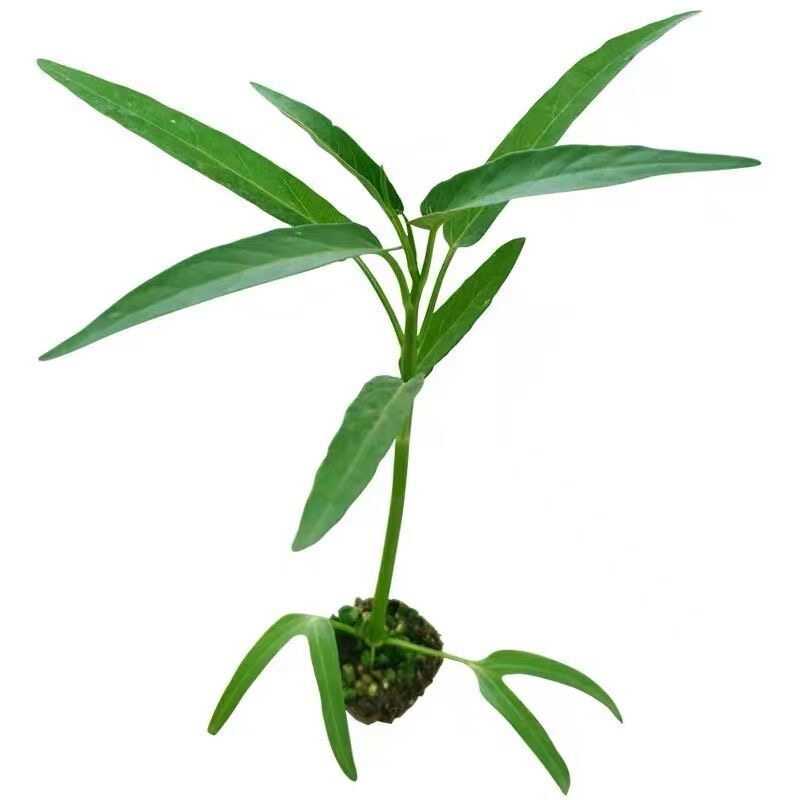 四季空心菜秧苗水培土培秧苗