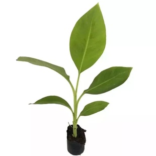 批发矮化香蕉树果树苗带土带叶发货当年结果盆栽地栽超甜高产种植