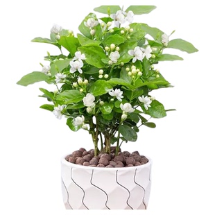 海蒂的花园茉莉花苗盆栽树苗浓香切花阳台植物常绿好养木本开花卉