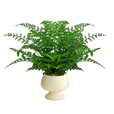 网红盆栽吉姆蕨蕨类植物办公室绿植室内欧洲蕨平安蕨宝石蕨铁线蕨