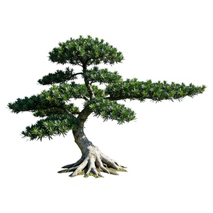 罗汉松庭院造型树落地门前正宗老桩大树别墅盆景旺宅室外真树原生