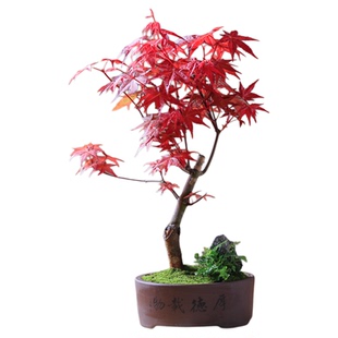 红枫盆景植物老桩客厅办公红舞姬黄金枫盆栽观叶小绿植净化空气