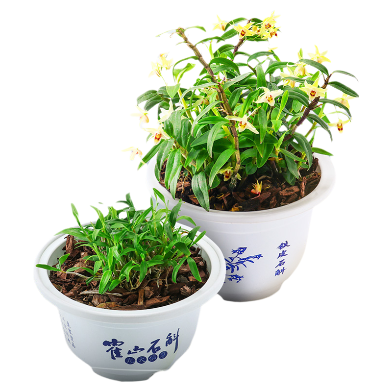 净化空气办公室绿植花卉铁皮石斛
