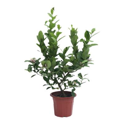 香水柠檬树树苗植物盆栽