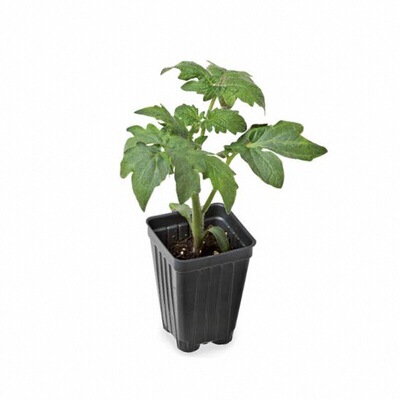 超甜黑珍珠番茄苗秧黑宝石西红柿种子薄皮多汁紫黑红四季盆栽庭院