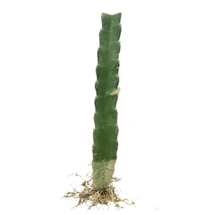 嫁接蟹爪兰砧木 三角柱三棱箭仙人掌嫁接蟹爪兰令箭荷花带根包邮