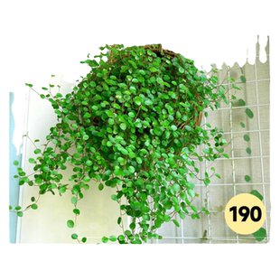 蛋糕装饰绿植盆栽千叶吊兰烘焙植物可食用清香木摆盘花草四季常青