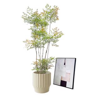 火焰南天竹盆栽客厅室内庭院大型绿植老桩树苗造景真树蓝天竺植物