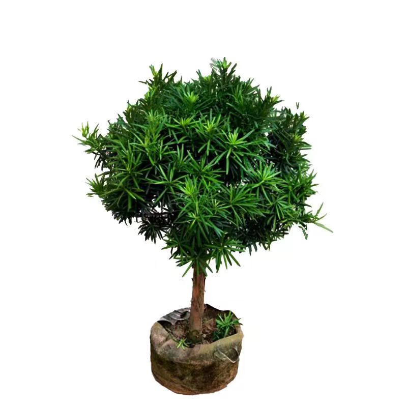 罗汉松树苗珍珠米叶中叶雀舌小苗绿植盆栽净化空气盆景苗包邮直销