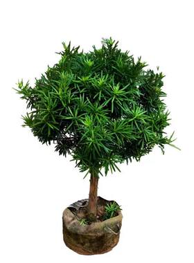 罗汉松树苗珍珠米叶中叶雀舌小苗绿植盆栽净化空气盆景苗包邮直销