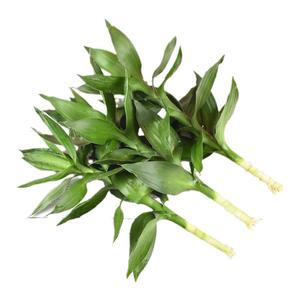 富贵竹绿植水养多头步步高