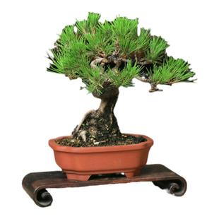 黄山松文人曲干造型松树盆景马尾松赤松四季常青老桩盆栽松鹤延年