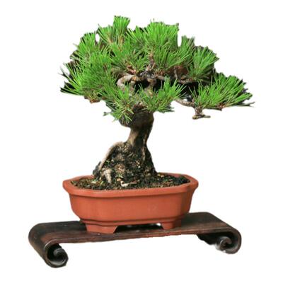 安徽黄山松一物一拍盆景老桩