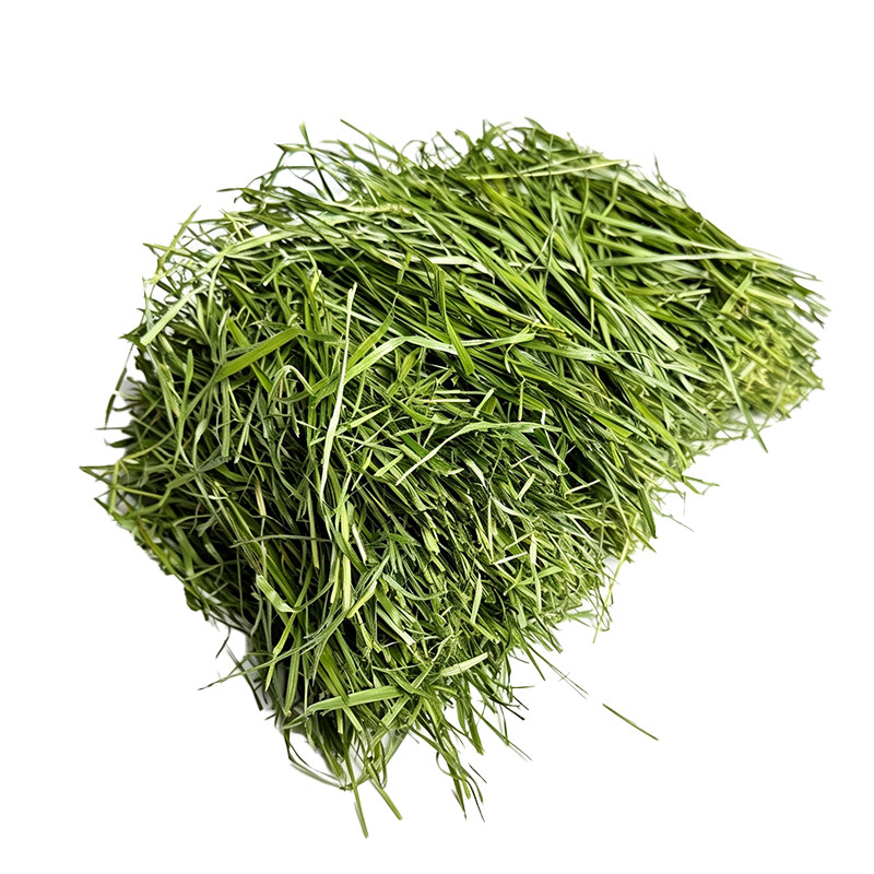 北提丰多叶烘干提摩西草兔子兔草