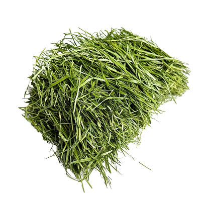 北提丰多叶烘干提摩西草兔子兔草