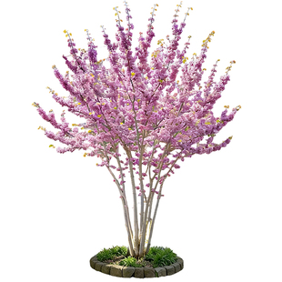 丛生紫荆花树苗庭院室外耐寒多季开花植物绿化工程观赏紫金花大树