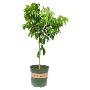 荔枝树苗嫁接特大妃子笑桂味糯米滋水果苗仙进奉荔枝王南方种植