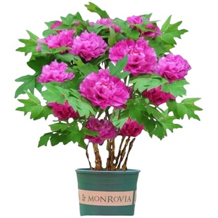 多款牡丹花种子齐全牡丹花花色洛阳易种四季阳台室内庭院赏花必备