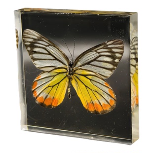 真实小动物蝴蝶琥珀标本幼儿园教学儿童玩具昆虫蝴蝶树脂书镇摆件