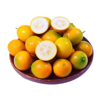 京运达广西脆皮金桔小金柑