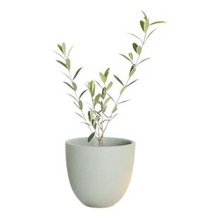 DOLV 豆绿 地中海油橄榄 意大利庄园家居植物 亥特罗田园风盆栽