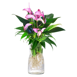 紫掌水培植物盆栽带花香妃齐祖红掌一帆风顺白掌花卉室内好养绿植