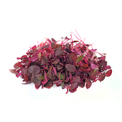 新鲜火红苗蔬菜芽苗菜摆盘装饰