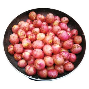 云南小土豆红皮土豆迷你小土豆农家种植高山土豆粉糯软香带箱10斤