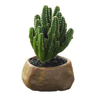 万重山多肉仙人球懒人室内四季好养盆景办公室桌面小型绿植物盆栽