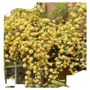 黄木香花苗爬藤植物花卉重瓣白木香树苗蔷薇阳台庭院四季开花盆栽
