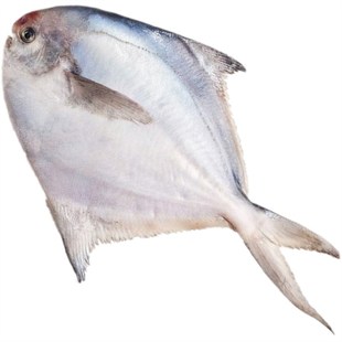 新鲜冷冻品东海大白鲳鱼8-9两/条新鲜冷冻食品海鲜过年大礼