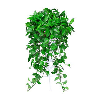 绿萝盆栽室内净化空气植物花卉水养绿植吊兰长藤垂吊新房家用绿箩
