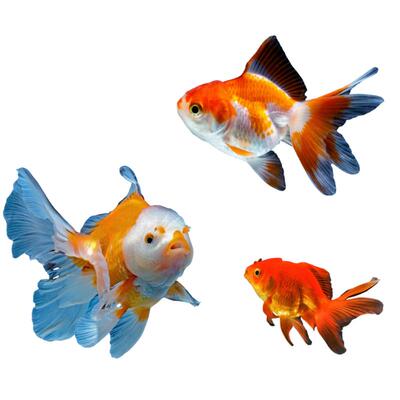 小金鱼耐活新手好养冷水顺丰包邮