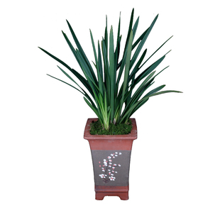 浓香型兰花苗 红粉佳人盆栽 建兰四季兰红花好养绿植花卉夏带花苞