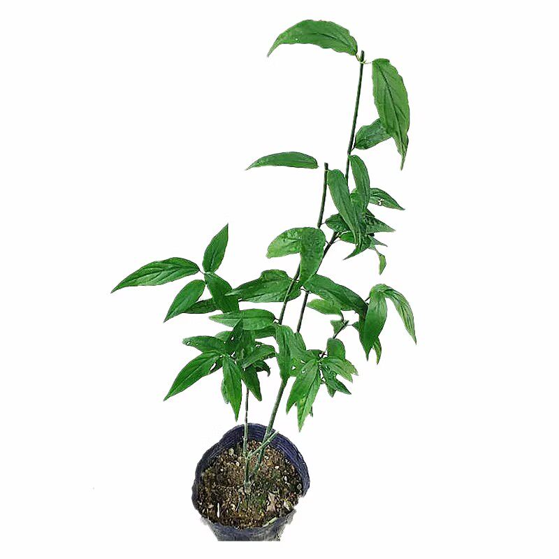 忧遁草种苗带土优顿草树苗盆栽