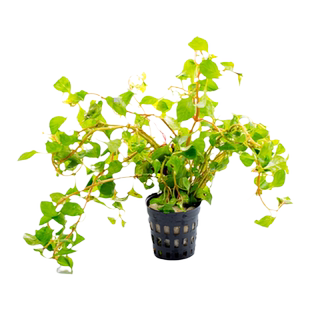 爱悦宝活体水草阴性真水草鱼缸造景沉木水榕莫斯淡水懒人植物活