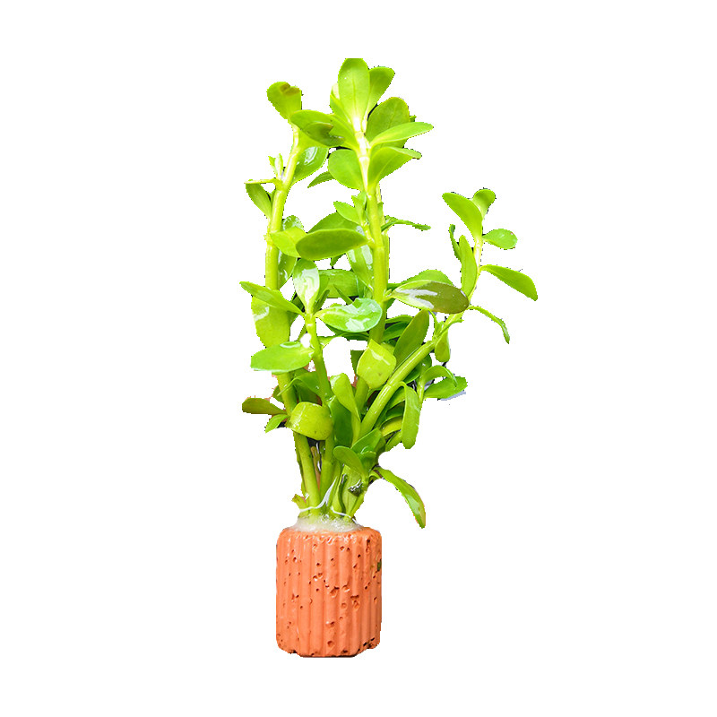 不用泥的水草无土定植水草造景懒人新手入门级净化水质的水草活体